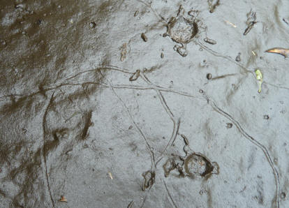Worm tracks in mud 2