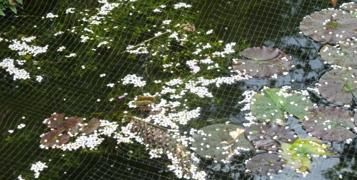 Hawthorn petals on pond