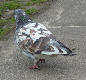 Speckled pigeon 1