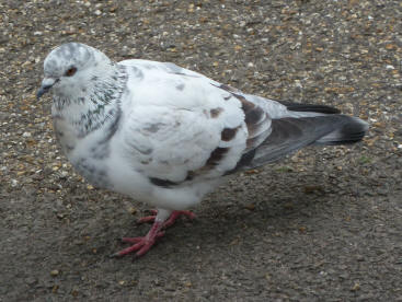 Speckled pigeon 2