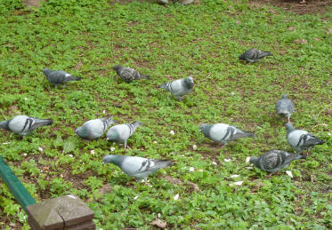 Crowd of pigeons eating bread