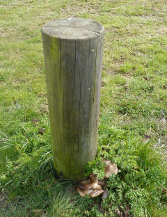 Wooden post fungus