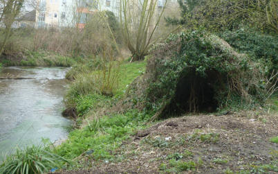 Ivy hole near river