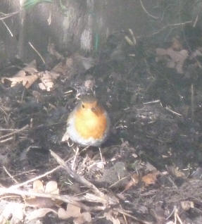 Robin looking for worms