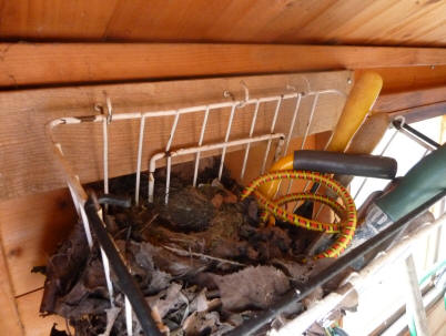 Robin's nest in shed