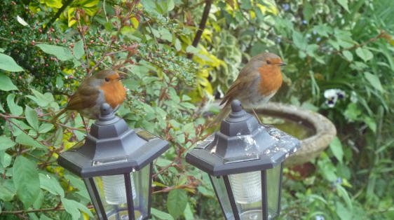 Pair of robins