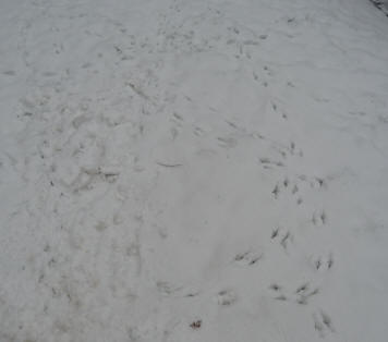 Bird footprints in snow on lawn