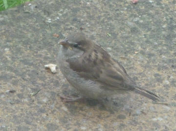 Young sparrow