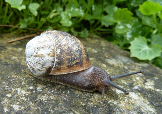 Speedy the Snail