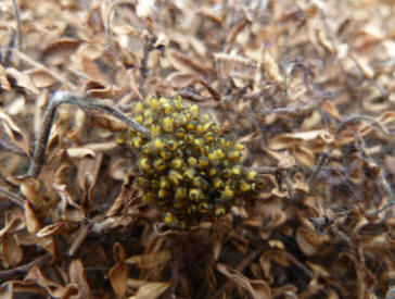 Clump of spiderlings