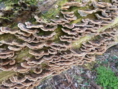 Bracket fungus on log side