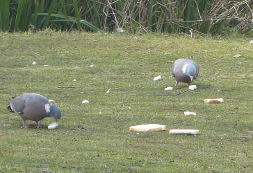Wood pigeons with too much bread