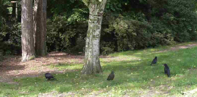Danson Park crows