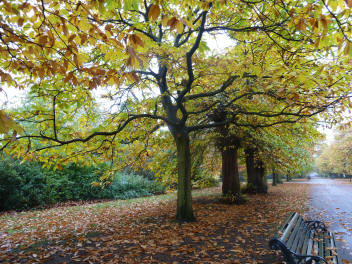 Greenwich Park - autumn leaves