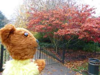 Greenwich Park - maple tree
