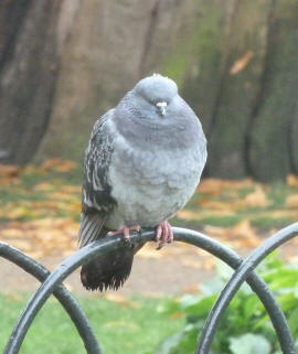 Greenwich Park - pigeon
