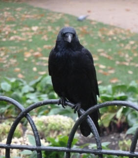 Greenwich Park - crow