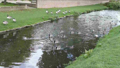 Hall Place ducks and geese on river