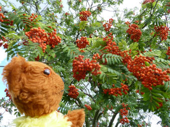Hall Place mountain ash berries