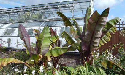 Hall Place banana plants outside greenhouse