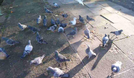Crowd of pigeons