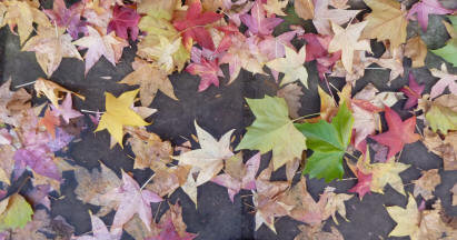 Plane tree autumn leaf colours