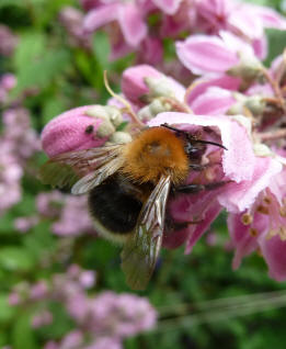 Bee on pink deutzia