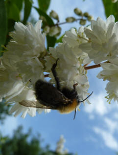 Bee on white deutzia