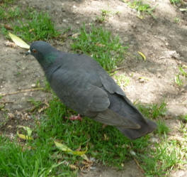 Black pigeon