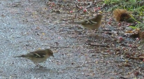 Female chaffinches