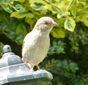 Cheeky sparrow