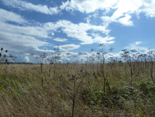 Wild grasses and sky