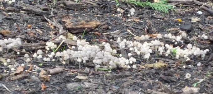 Tree stump mushrooms