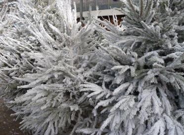 Foam snow Christmas trees