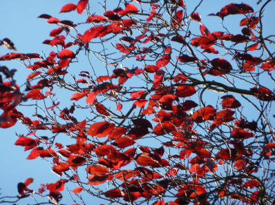 Red autumn leaves blowing