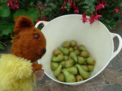 Bucket full of pears