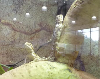 Geckos in pet shop