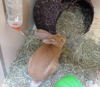Brown pet shop rabbit