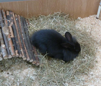 Black pet shop rabbit