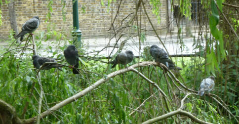 Pigeons on branch over river