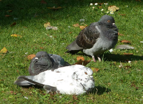 Sleepy pigeons