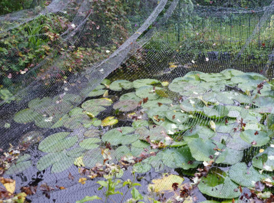 Water drops on pond netting