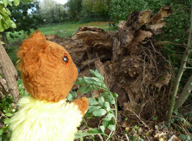 Big fallen tree stump