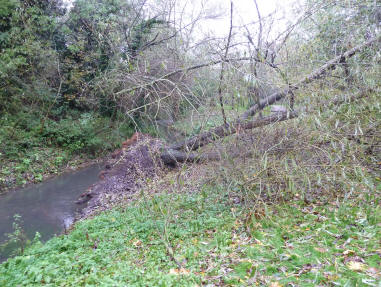 Riverside fallen tree