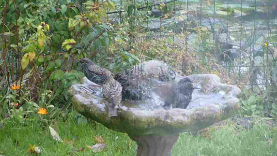 Starlings in birdbath