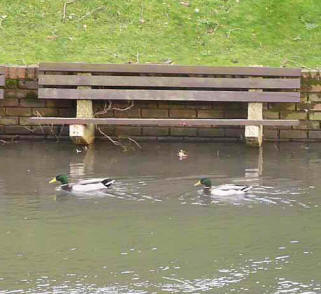 Ducks River Darenth