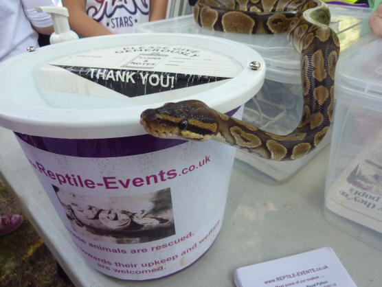 Python with donations bucket