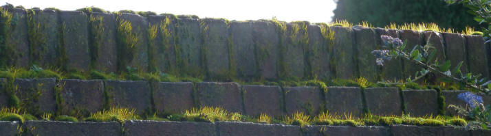 Mossy top of brick wall