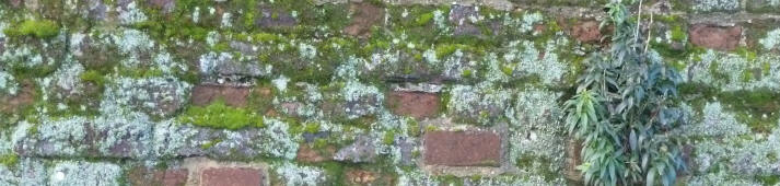 Mossy side of brick wall