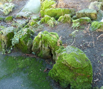 Mossy rocks in grotto